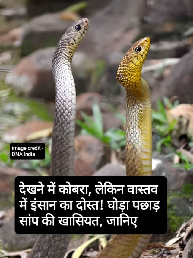 Web Story